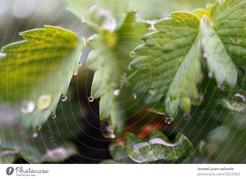 Tropfen auf den Blättern Pflanze Blatt Regen glänzend hell grün Garten geblümt Natur abstrakt Konsistenz frisch Außenaufnahme Hintergrund Beautyfotografie