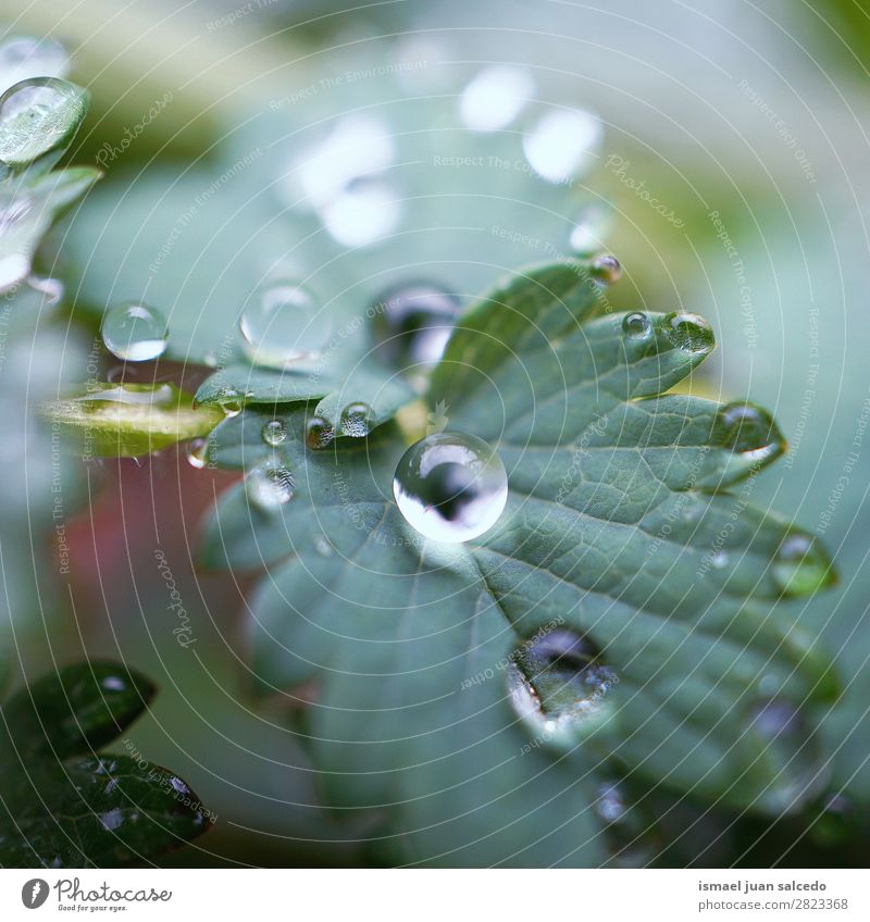Tropfen auf das grüne Blatt Pflanze Regen glänzend hell Garten geblümt Natur abstrakt Konsistenz frisch Außenaufnahme Hintergrund Beautyfotografie zerbrechlich