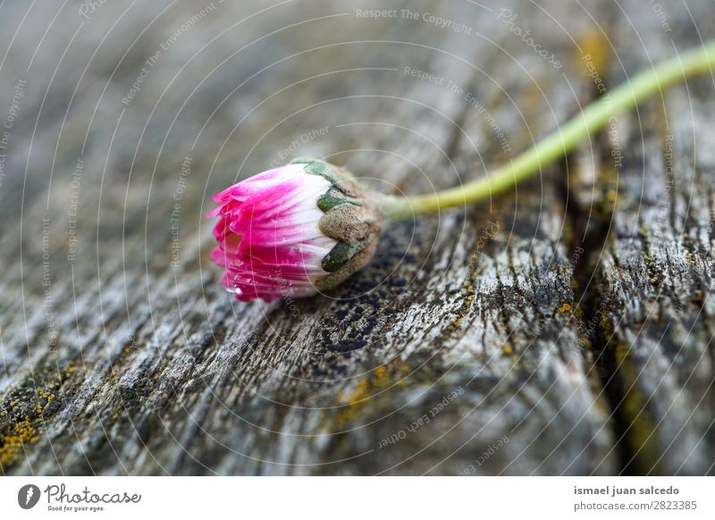 Gänseblümchenpflanze Blume Korbblütengewächs Margerite weiß Blütenblatt Pflanze Garten geblümt Natur Dekoration & Verzierung Romantik Beautyfotografie