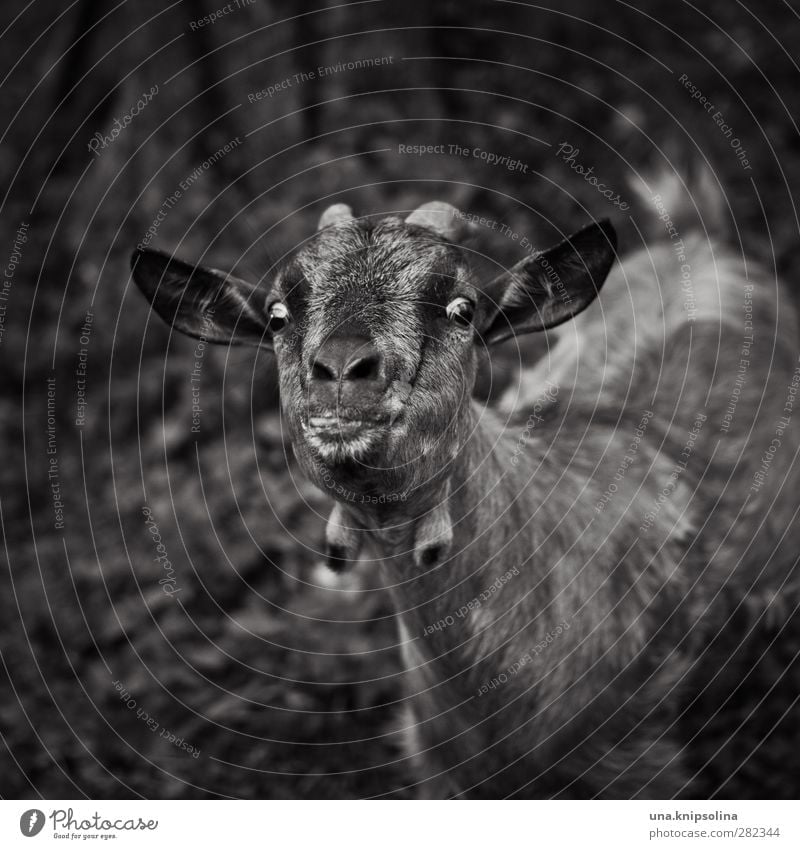 verrückte ziege Tier Nutztier Tiergesicht Fell Ziegen Horn 1 beobachten lustig natürlich Neugier Zunge Blick Schwarzweißfoto Außenaufnahme