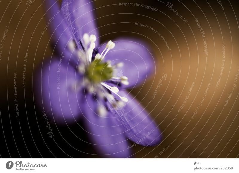 Blume Natur Pflanze Erde Frühling Blühend Duft Wachstum authentisch klein natürlich schön braun violett ästhetisch Unschärfe Farbfoto Außenaufnahme Menschenleer