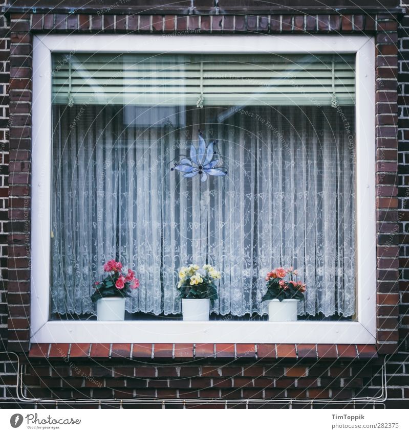 Langeoog Window Fenster trist Ordnungsliebe Spießer Gardine Autofenster Blumentopf Jalousie Backstein aufräumen Haushalt Spitze Quadrat Außenaufnahme