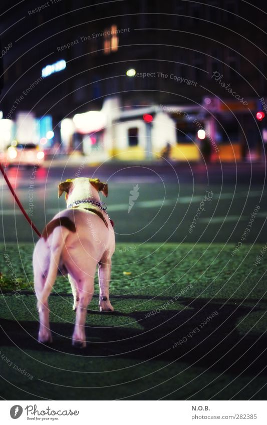 Urban Dog Nights Stadt Stadtzentrum Menschenleer Haus Verkehrswege Straße Straßenkreuzung Tier Haustier Hund 1 beobachten ästhetisch Neugier Abenteuer