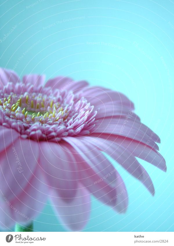 blüm Blume rosa hell-blau Freizeit & Hobby Makroaufnahme