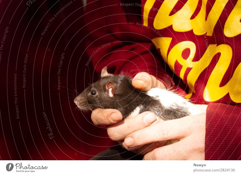 Junge hooded Ratte auf dem Arm des Besitzers Mensch androgyn Körper 1 Tier Haustier zuchtratte Tierjunges entdecken Erholung festhalten genießen Wärme weich
