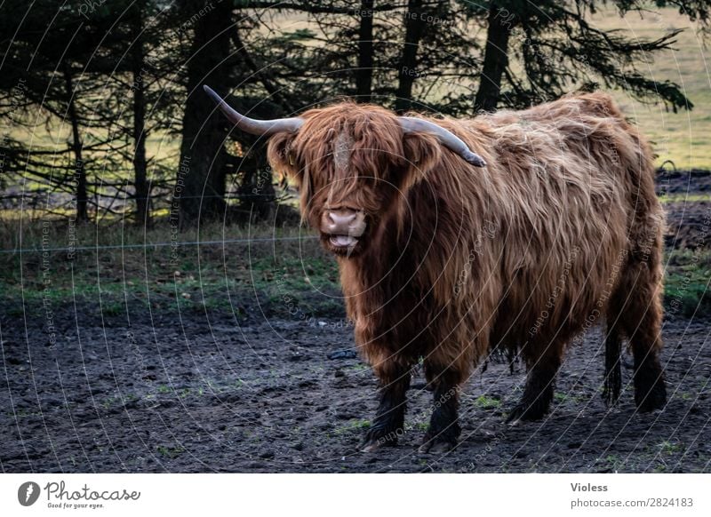 wer ist geknickt? Tier Kuh Rind 1 braun Schottisches Hochlandrind Horn Zentralperspektive Blick in die Kamera
