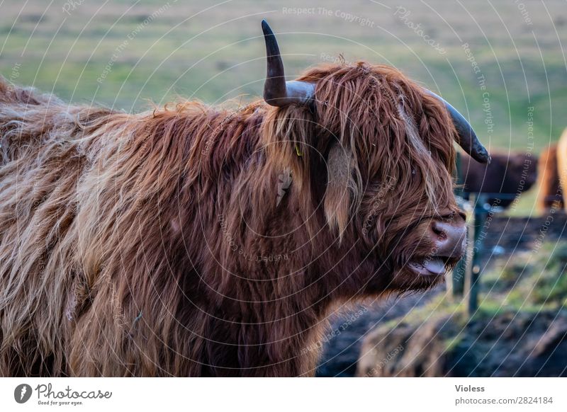 bäääähh Schottisches Hochlandrind Schottland Rind Kuh Horn Tierporträt Fell