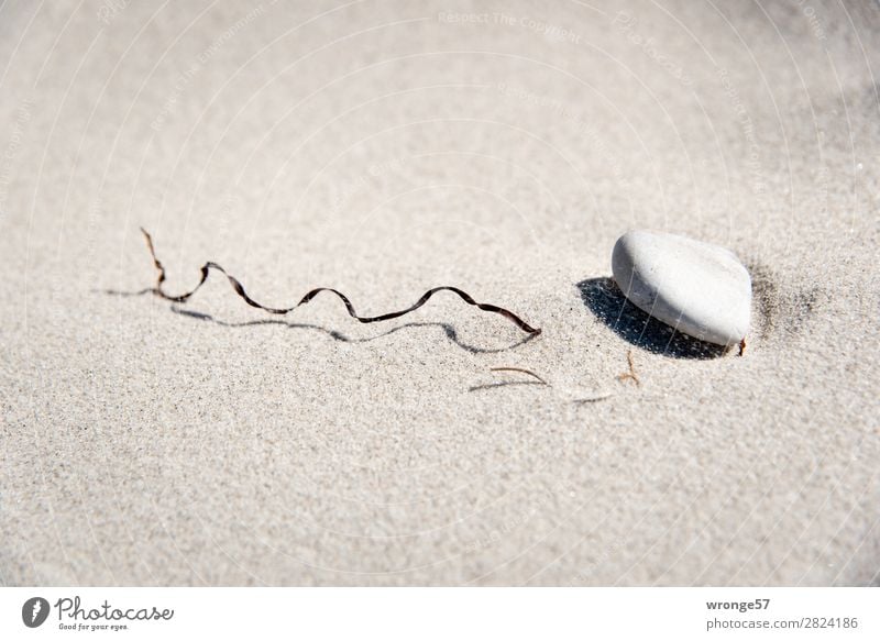 Strandmotiv Sand Sommer Herbst Blatt Stein maritim braun grau Natur ruhig Sandstrand Ostsee vertrocknet Algen Pflanzenteile Wind Querformat Farbfoto