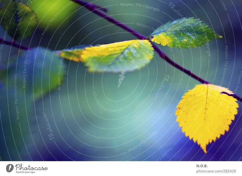 Herbstlich Farbig Umwelt Natur Pflanze Blatt hängen natürlich blau gelb ruhig Leben Überleben Farbfoto mehrfarbig Außenaufnahme Nahaufnahme Menschenleer