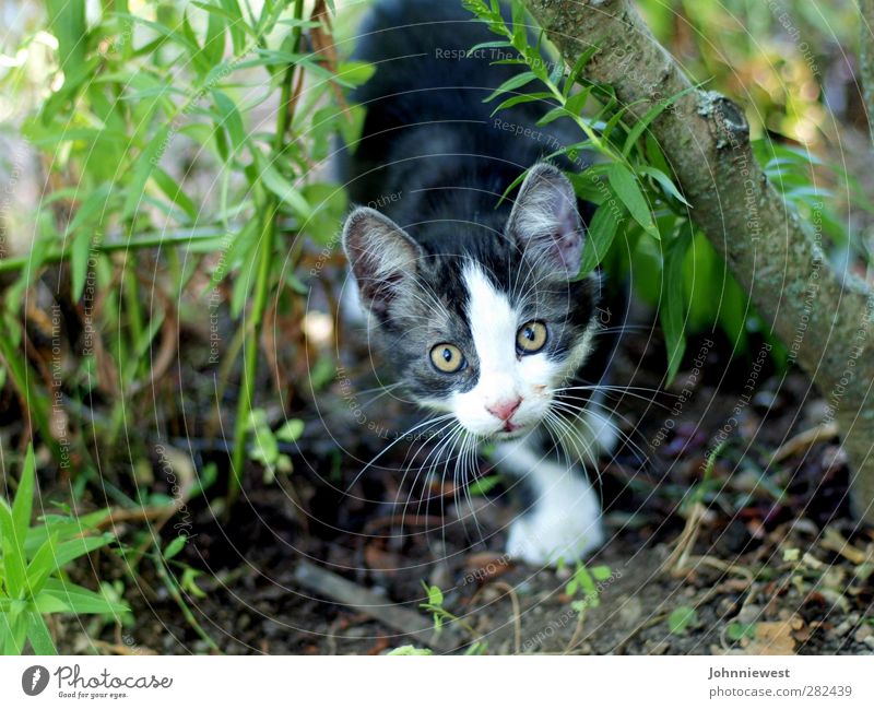 Erwischt Katze Tiergesicht Jagd gefangen Momentaufnahme Intuition geheimnisvoll Blick nach oben Farbfoto Außenaufnahme Schwache Tiefenschärfe Tierporträt