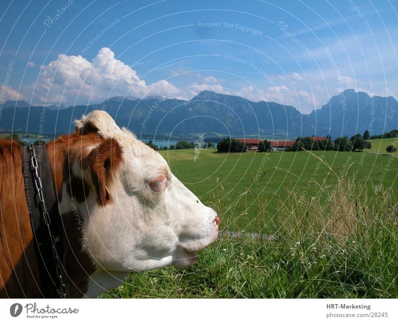 Kuh vor den Alpen Wiese Berge u. Gebirge Himmel