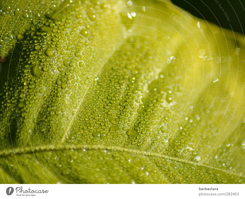 Kraftstoff tanken Wassertropfen Regen Pflanze Blatt Chlorophyl leuchten Wachstum frisch grün Energie Farbe Natur Farbfoto Außenaufnahme Makroaufnahme Muster