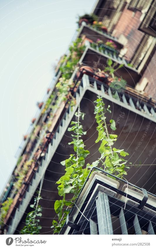 [B]egrünung Pflanze Sommer Grünpflanze Haus Balkon natürlich Kletterpflanzen Farbfoto Außenaufnahme Detailaufnahme Schwache Tiefenschärfe Froschperspektive