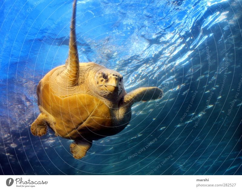 durchs Wasser gleiten Tier Wildtier Tiergesicht Aquarium 1 blau gelb Schildkröte Schildkrötenpanzer Riesenschildkröte Paddeln Meer Südafrika