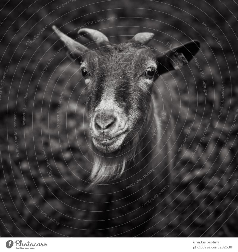 mäh? Natur Tier Wiese Nutztier Tiergesicht Fell Ziegen Ziegenbock Horn 1 beobachten natürlich Neugier Schwarzweißfoto Außenaufnahme Schwache Tiefenschärfe