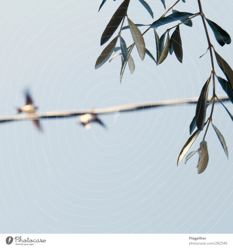 italienische Sommeridylle Natur Tier Vogel 2 fliegen Schwalben Freiheit Olivenzweig Olivenbaum Blatt Pflanze Stahlkabel Himmel (Jenseits) Wolkenloser Himmel