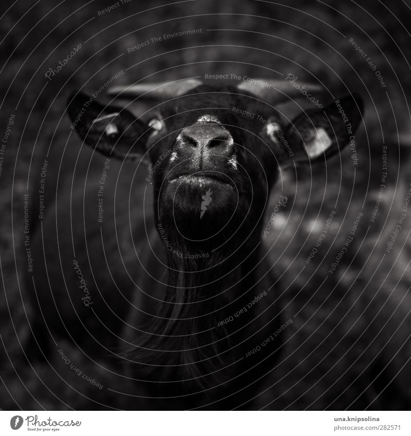 black goat Tier Feld Nutztier Tiergesicht Fell Ziegen Horn 1 beobachten lustig verrückt schwarz Schielen Blick Schwarzweißfoto Außenaufnahme Textfreiraum oben