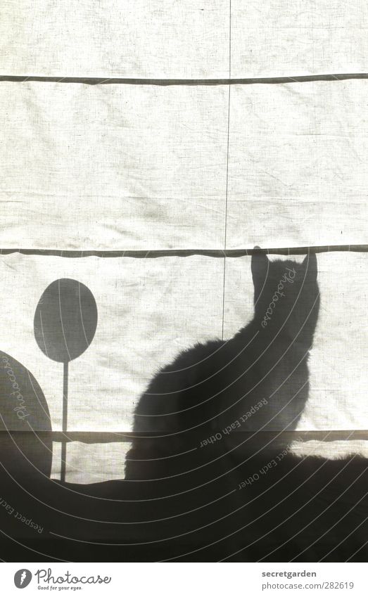 iRemember Fenster Haustier Katze 1 Tier Kugel Linie beobachten Rätsel Silhouette Stoff Gardine Falte Schwarzweißfoto Innenaufnahme Textfreiraum oben