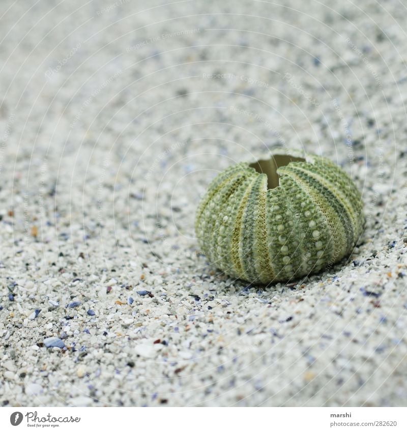 ausgelebt Natur 1 Tier grün Seeigel Gehäuse Seeigelskelett Hülle Strand Strandgut Farbfoto Außenaufnahme