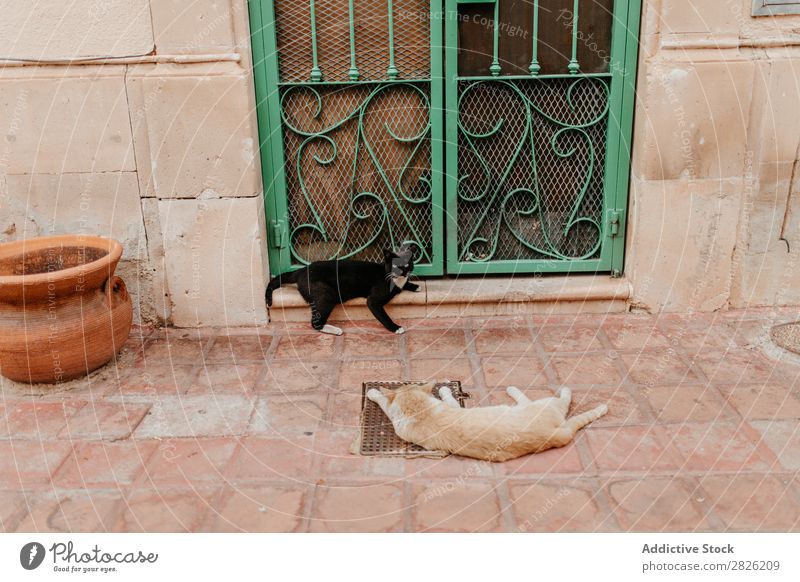 Zwei Katzen vor der Tür Tier Pelzmantel niedlich Katzenbaby Haustier Paar Begleiter lügen Türschwelle Dekoration & Verzierung bemalt Metall verschweißt Blick