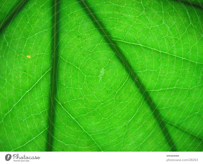 es grünt so grün Blatt Gefäße Pflanze Nahaufnahme Strukturen & Formen