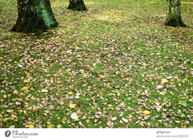 altweibersommer Umwelt Natur Pflanze Herbst Schönes Wetter Baum Gras Blatt Grünpflanze Wiese liegen herbstlich mehrfarbig fallen Baumstamm Sonnenlicht Baumrinde