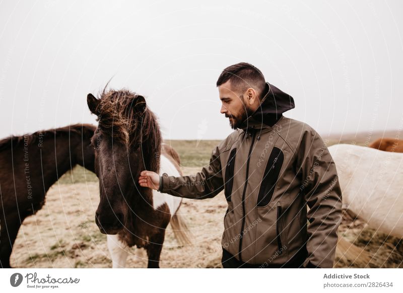 Mann streichelt Pferd Kraulen Island Streicheln fürsorglich Zucht Großgrundbesitz Landwirtschaft Landschaft Gefühle Zuneigung berühren Liebe Natur Reiterin