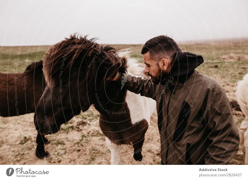 Mann streichelt Pferd Kraulen Island Streicheln fürsorglich Zucht Großgrundbesitz Landwirtschaft Landschaft Gefühle Zuneigung berühren Liebe Natur Reiterin
