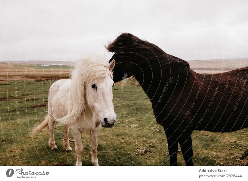 Zwei schöne Pferde auf einer Ebene Island Weide Wind Landschaft Natur ruhig Landwirtschaft Reiterin Wildnis Wiese Säugetier Feld natürlich Tier Hengst ländlich