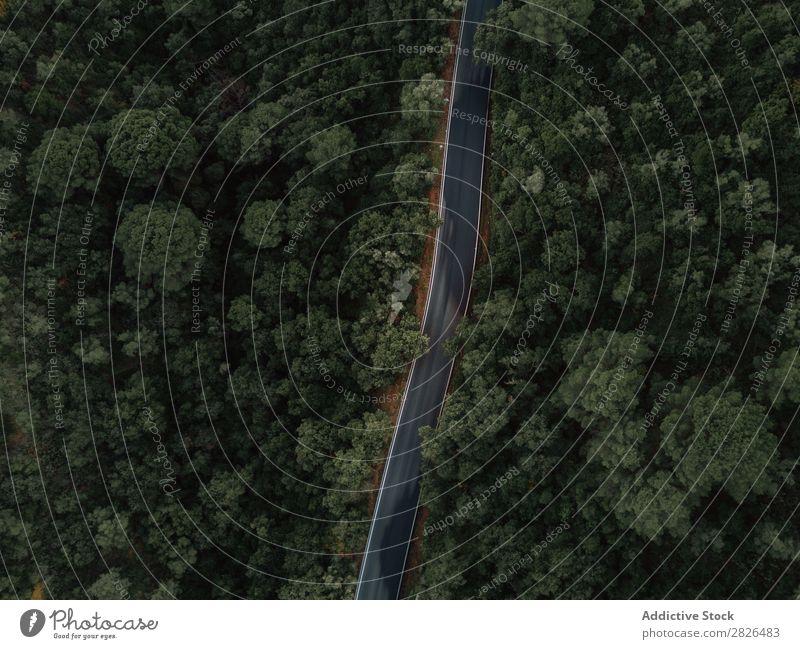 Luftaufnahme einer Straße durch einen Wald Fluggerät luftgestützt alpin Herbst herbstlich schön Vogelauge nadelhaltig Tag Dröhnen ökologisch Ökosystem Umwelt