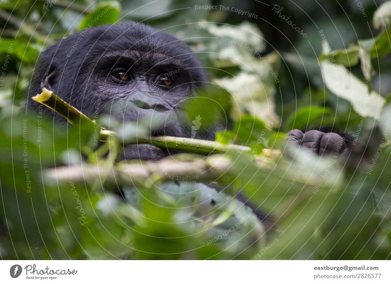 Ein Gorilla frisst Blätter im Dschungel. Tier Wildtier Tiergesicht Affen Menschenaffen 1 Fröhlichkeit Afrika staunen Natur Naturschutzgebiet niedlich gefährlich