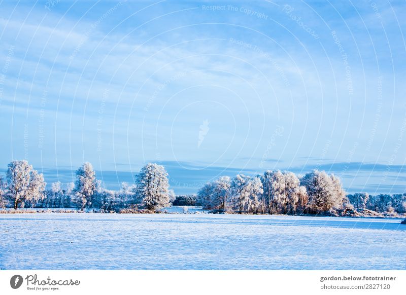 ganz in Weiß Natur Pflanze Himmel Wolken Schnee Baum Hügel genießen gigantisch glänzend Unendlichkeit blau braun grau weiß Glück Fröhlichkeit Vorfreude Farbfoto