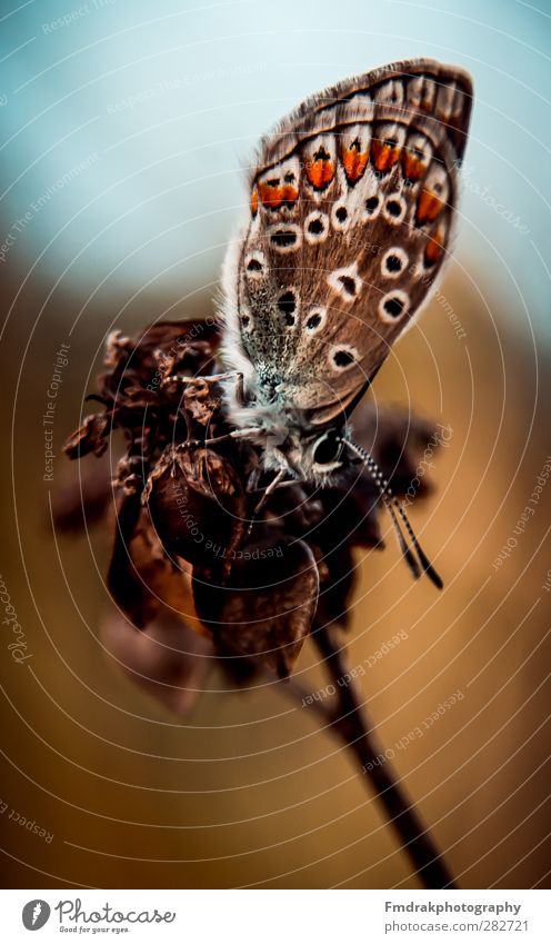 The Butterfly Tier Wildtier Schmetterling 1 mehrfarbig Makroaufnahme Insekt Natur Farbfoto Menschenleer Tag Starke Tiefenschärfe Tierporträt Blick nach vorn