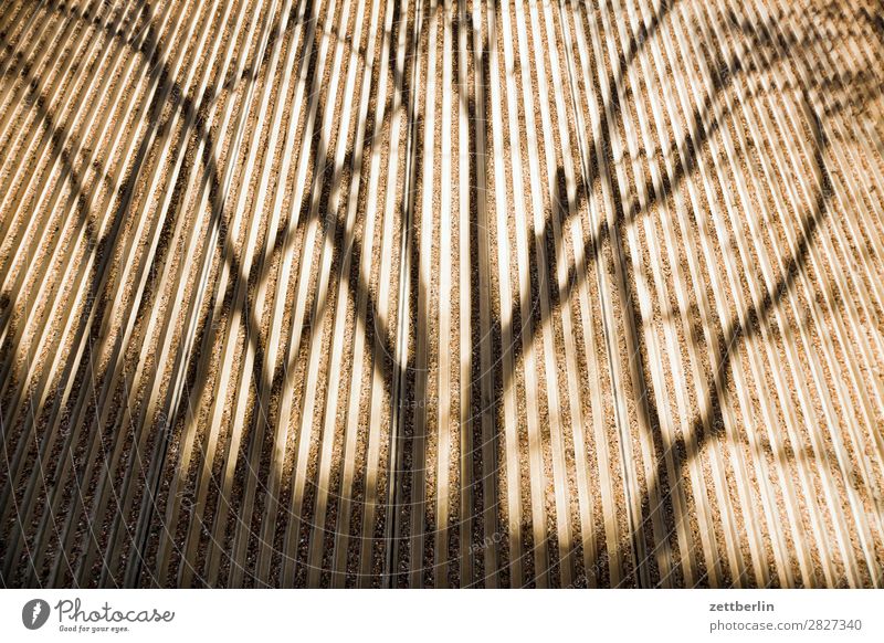 Schatten an einer Wand Ast Baum Fassade Frühling Fuge Herbst Licht Mauer Menschenleer parallel Perspektive Baumstamm Textfreiraum Beton Zweig Muster schraffur