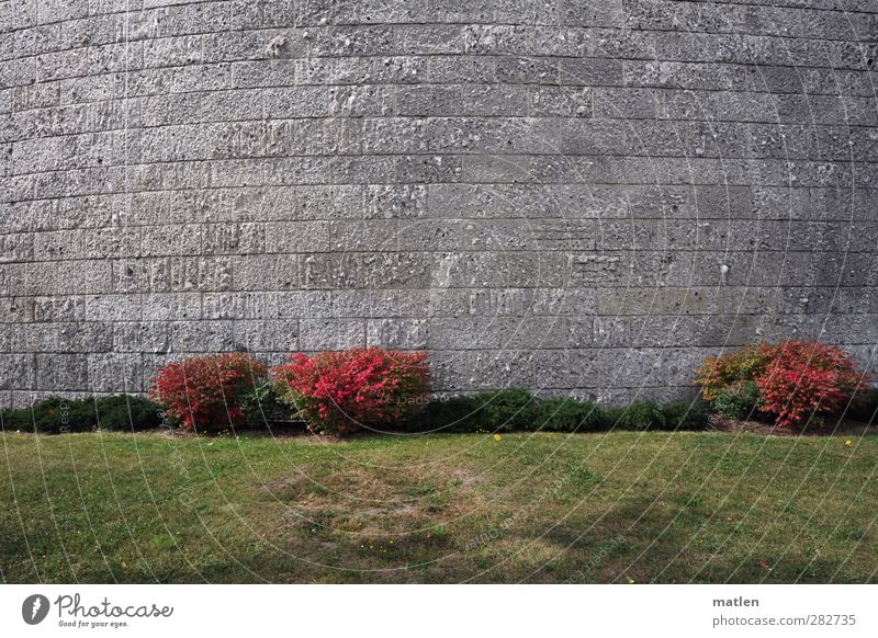 Erröten Gras Sträucher Menschenleer Bauwerk Mauer Wand Fassade Stein grau grün rot Scham gebogt Farbfoto Außenaufnahme Strukturen & Formen Textfreiraum oben