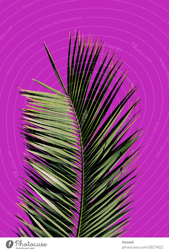 Palme auf violettem Hintergrund Lifestyle Stil Sommer Natur Pflanze Urelemente Baum Blatt Garten Mode authentisch außergewöhnlich Coolness schön einzigartig