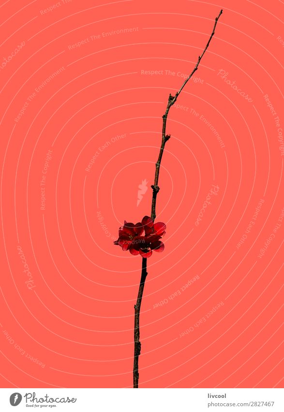chaenomeles japonica auf korallenfarbenem Hintergrund Lifestyle Glück Leben Sonne Natur Pflanze Urelemente Frühling Klima Wetter Baum Blume Blüte authentisch