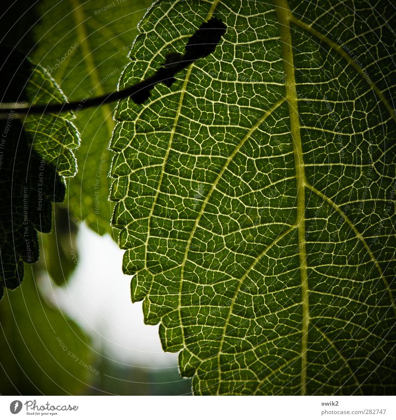 Lebensadern Umwelt Natur Pflanze Blatt Grünpflanze nah grün Farbfoto Nahaufnahme Detailaufnahme Makroaufnahme Muster Strukturen & Formen Menschenleer