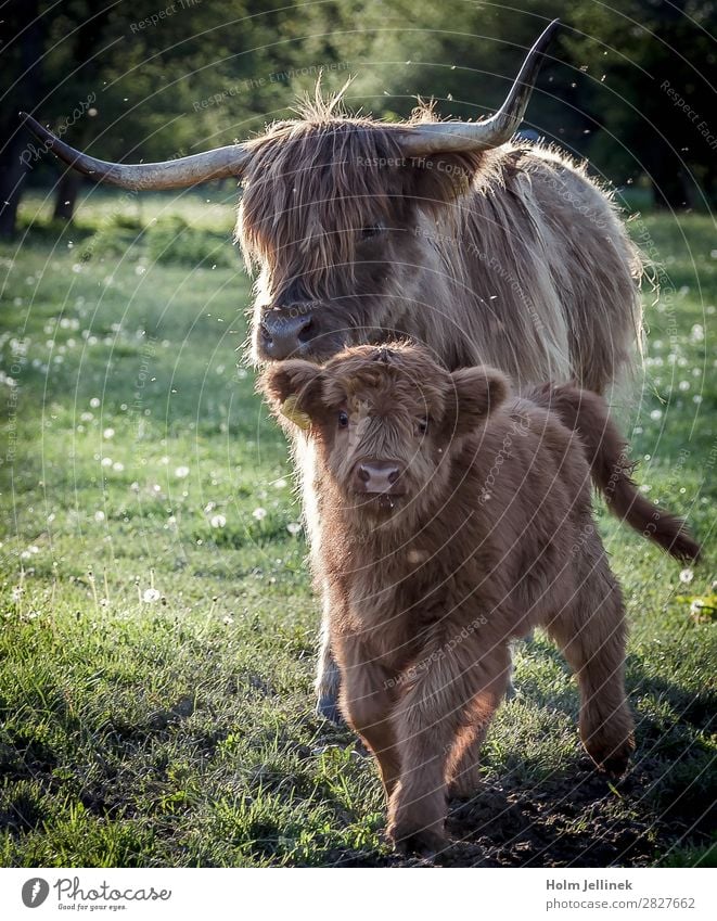 Highlanders Tier Nutztier niedlich Stimmung Tierliebe Tierhaltung Kalb buschig Farbfoto Außenaufnahme Dämmerung Silhouette Tierporträt