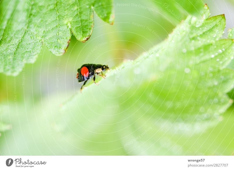 Marienkäfers Ausflug Sommer Blatt Tier Nutztier Wildtier Käfer 1 krabbeln klein grün rot schwarz Makroaufnahme Querformat Nahaufnahme Regen Wassertropfen