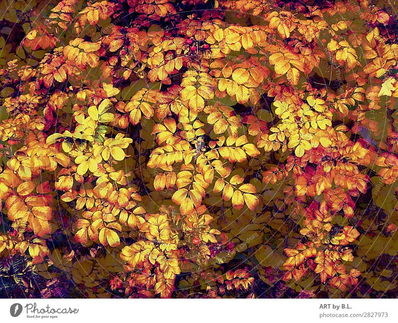 alles Blätter Umwelt Natur Sommer Herbst Pflanze Sträucher Nutzpflanze gelb gold grün rot schön gleich Farbfoto Außenaufnahme Detailaufnahme Morgen Tag