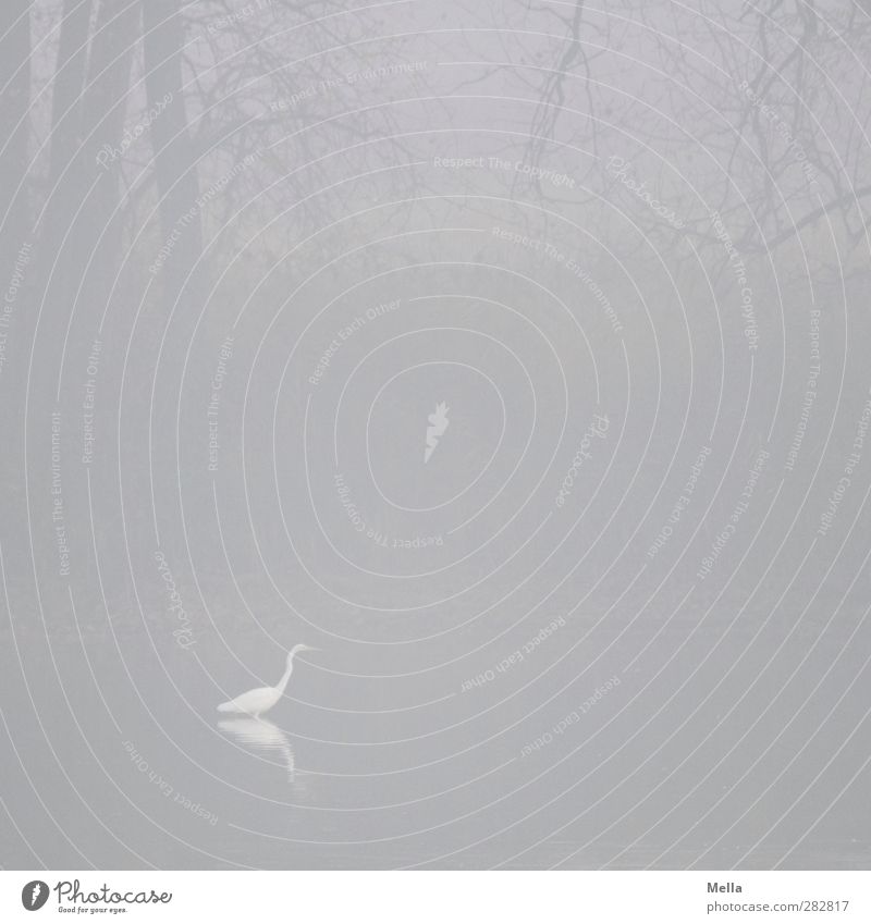 Weiß in Grau Umwelt Natur Landschaft Tier Wasser Herbst Winter Nebel Pflanze Baum Ast Geäst Seeufer Teich Vogel Silberreiher Reiher 1 stehen natürlich trist