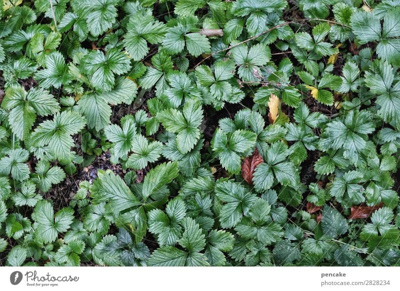tischleindeckdich | bald im wald Natur Pflanze Urelemente Erde Frühling Blatt Wald Gesundheit grün Wald-Erdbeere Farbfoto Außenaufnahme Nahaufnahme