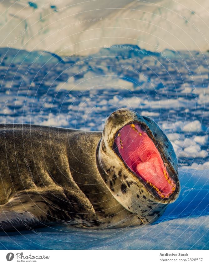 Seelöwe mit offenem Mund Natur Antarktis Eis kalt Meer Süden Eisberg Schnee Erwärmung Tierwelt polar Klima Vogel Pinguin Kolonie Außenaufnahme weiß Bucht