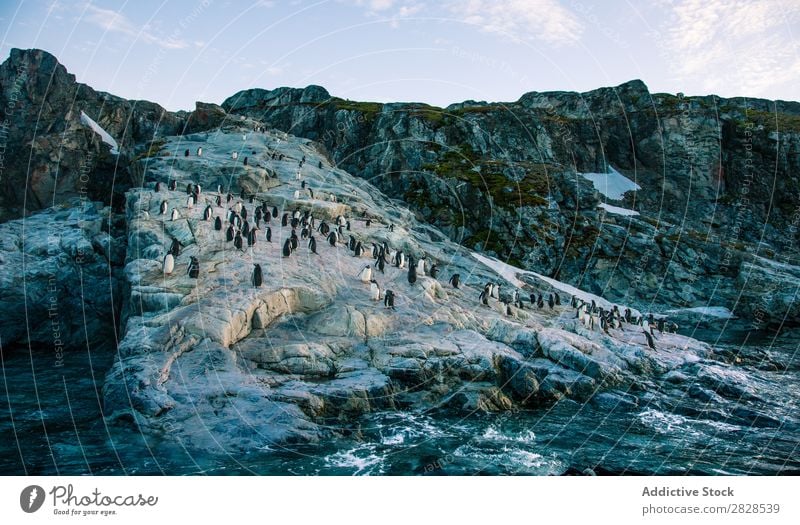 Arktische Pinguine in wilder Naturlandschaft Antarktis Eis kalt Meer Süden Eisberg Schnee Erwärmung Tierwelt polar Klima Vogel Kolonie Außenaufnahme weiß Bucht