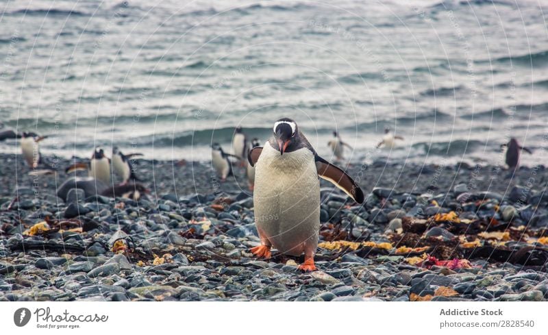 Arktische Pinguine in wilder Naturlandschaft Antarktis Eis kalt Meer Süden Eisberg Schnee Erwärmung Tierwelt polar Klima Vogel Kolonie Außenaufnahme weiß Bucht