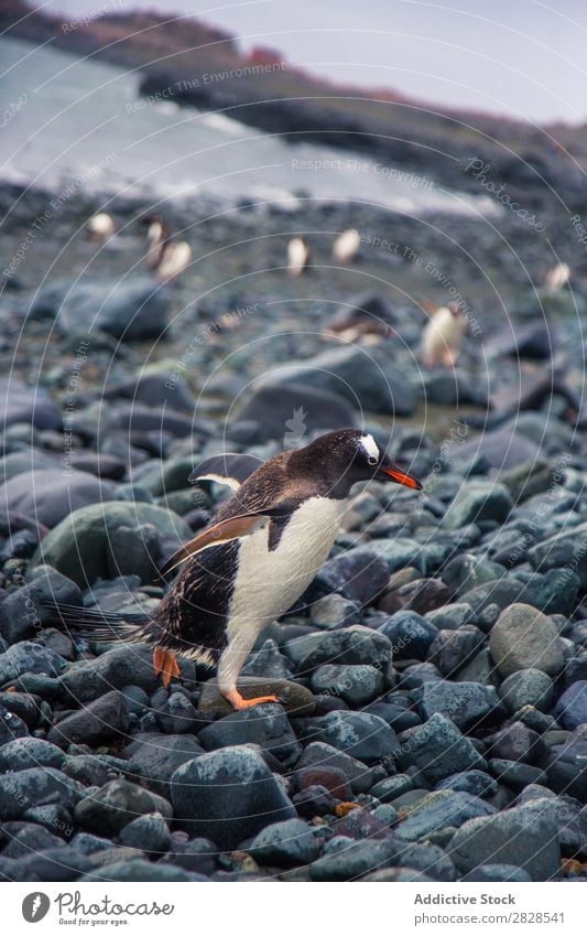 Arktische Pinguine Natur Antarktis Eis kalt Meer Süden Eisberg Schnee Erwärmung Tierwelt polar Klima Vogel Kolonie Außenaufnahme weiß Bucht Landschaft
