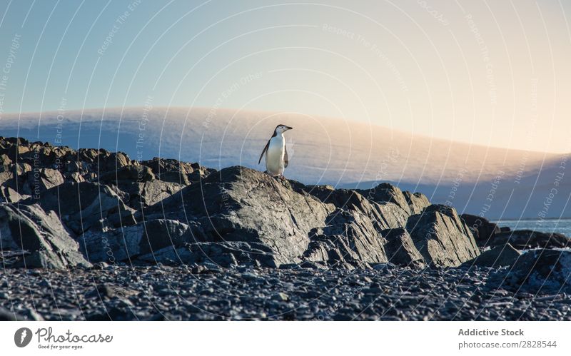 Arktischer Pinguin Natur Antarktis Eis kalt Meer Süden Eisberg Schnee Erwärmung Tierwelt polar Klima Vogel Kolonie Außenaufnahme weiß Bucht Landschaft