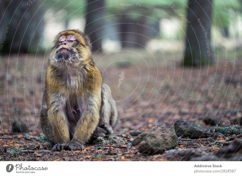 Ausdrucksstarker Affe auf dem Boden sitzend Affen niedlich expressiv Tier Augen geschlossen träumen Tierwelt wild Natur Wald Park Urwald Primas Menschenaffen