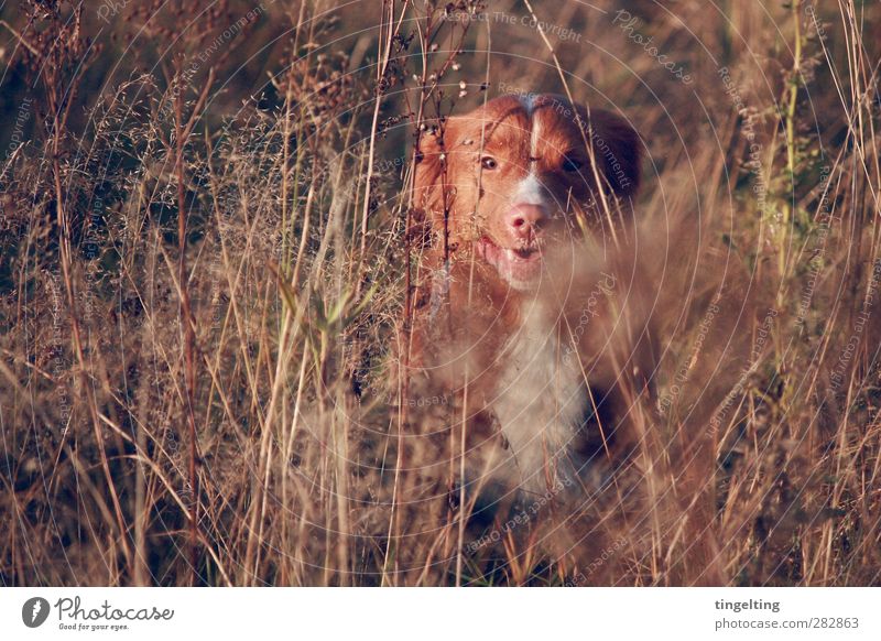Naturbursche Jagd Umwelt Herbst Pflanze Sträucher Wildpflanze Tier Haustier Hund 1 Bewegung entdecken glänzend Lächeln Blick verblüht frei Fröhlichkeit nah